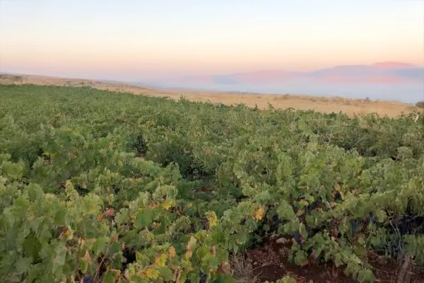 libanon-foto-1