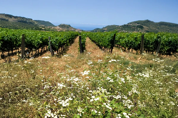 syrie-foto-1