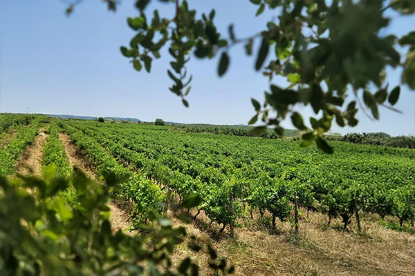 syrie-foto-2