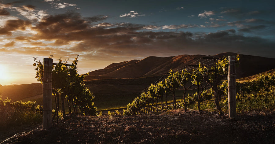 Parsi Wines