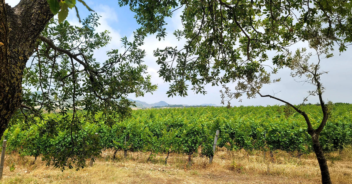 Domaine de Bargylus