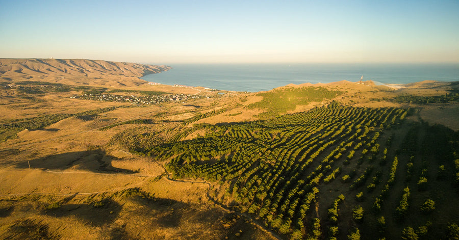 Syrië